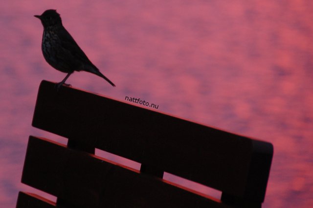 Fågel på bänk i solnedgången